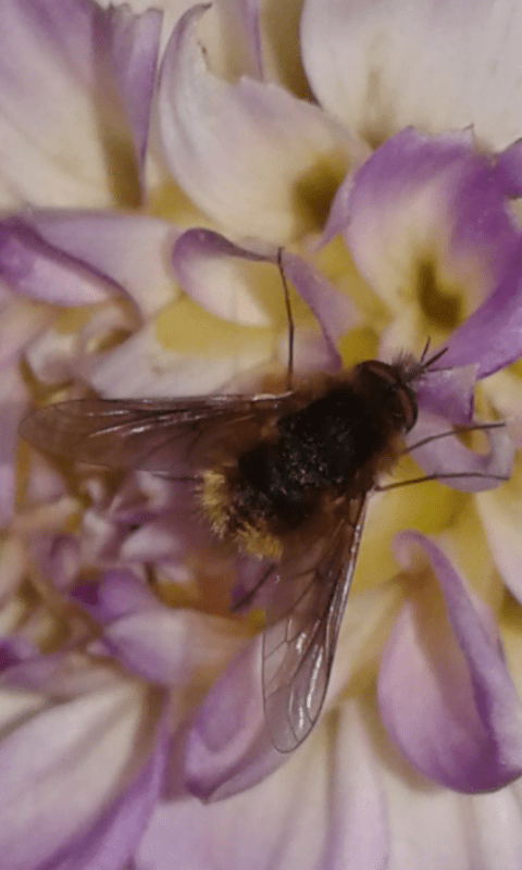 Bombyliidae : Bombylisoma sp.?  S